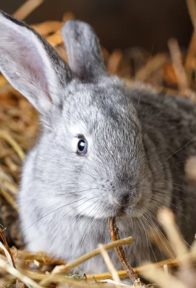 Rabbit sitting in hay